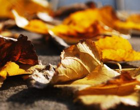 Autumn Leaves Photograph