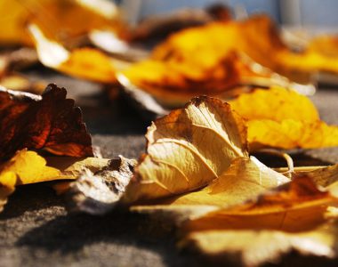 Autumn Leaves Photograph